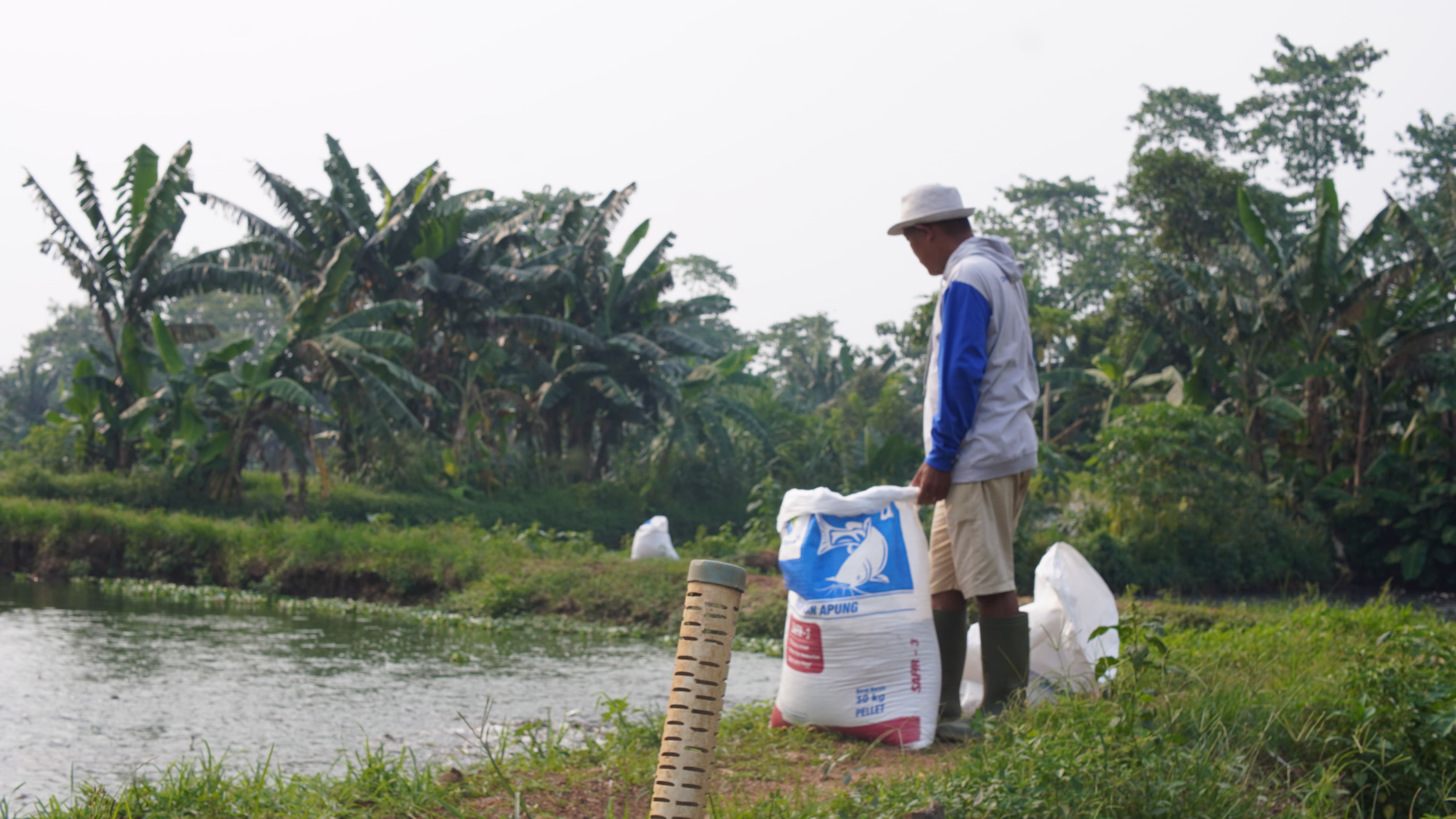 Haji neran, seorang pembudidaya lele yang sedang memberi pakan ikan dii pinggir kolam