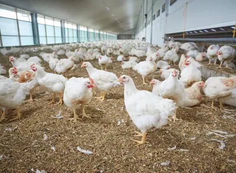 Sekumpulan ayam broiler yang berada dalam kandang ayam closed house
