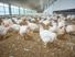 Sekumpulan ayam broiler yang berada dalam kandang ayam closed house