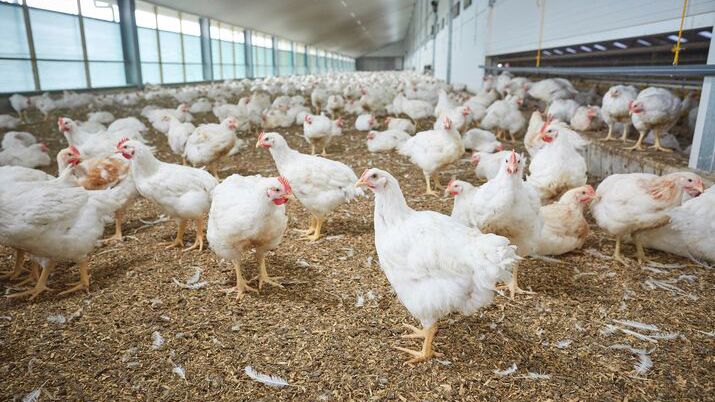 Sekumpulan ayam broiler yang berada dalam kandang ayam closed house